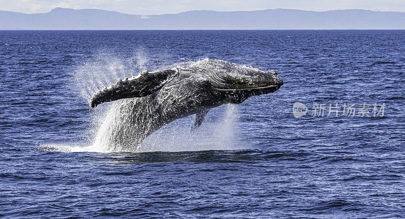 破壳座头鲸(Megaptera novaeangliae)是须鲸的一种。它是一种rorqual (Balaenopteridae家族的成员)，是大翅目属的唯一物种。弗雷德里克海湾，阿拉斯加。